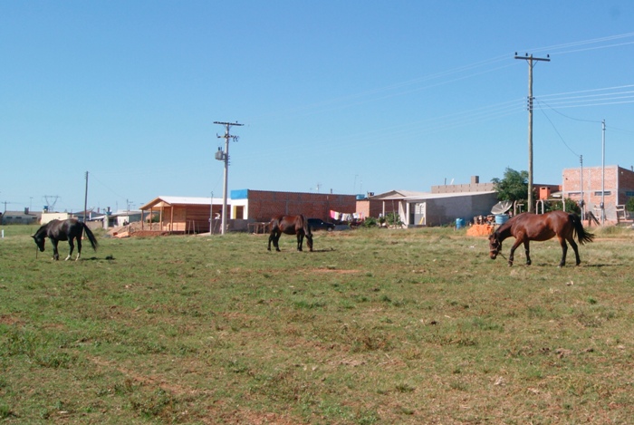 Como em toda a região, animais soltos é problema na cidade