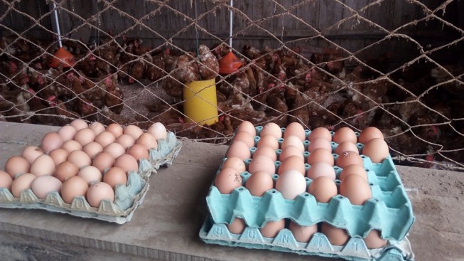 Em Venâncio Aires, a equipe hulhanegrense esteve em uma agroindústria de ovos coloniais, como também em uma de mel e outra de aipim descascado