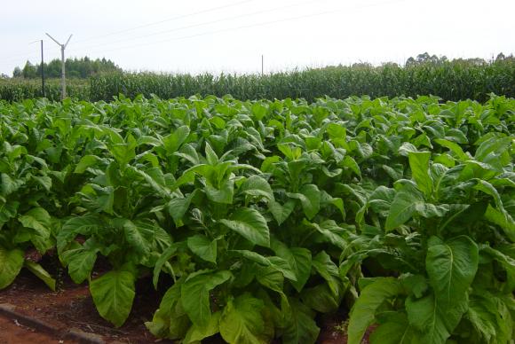 Mais de 90% dos produtores de tabaco do Brasil estão na Região Sul e têm pequenas propriedades