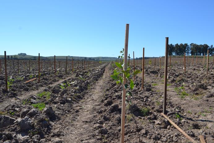 Mais de 150 mil mudas arbóreas de espécies nativas serão plantadas no local