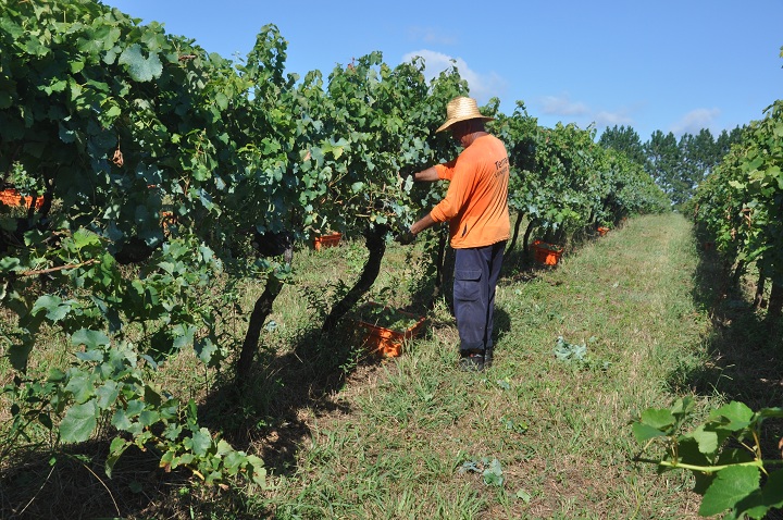 Vinhedos estão localizados em Pinheiro Machado