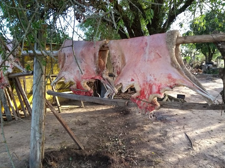 Couros dos animais estavam em estacas na propriedade