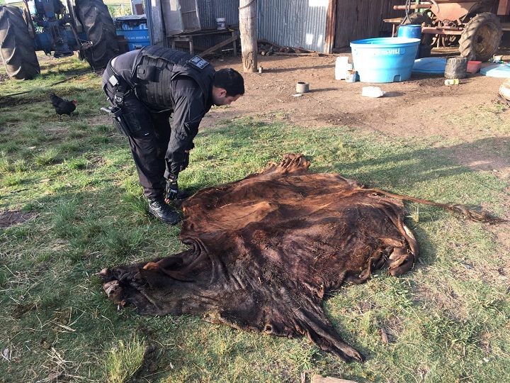 Couros de animais foram encontrados em uma propriedade