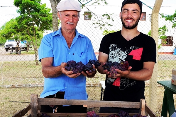 Primeiros cachos foram colhidos este ano