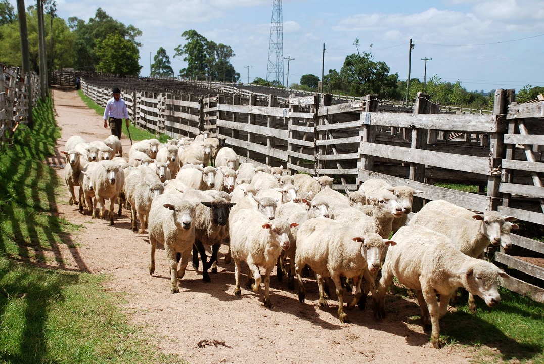 Animais chegaram nesta quinta-feira (25)