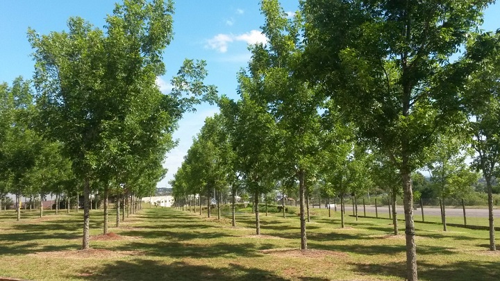 Pomar terá 300 hectares até 2020 com 55,2 mil pés de nogueiras