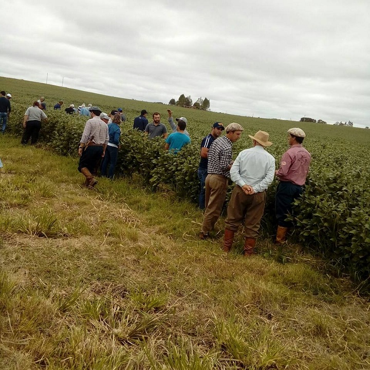 Produtores conferiram as plantações