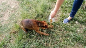 Animais receberam ração e remédios anti-pulgas