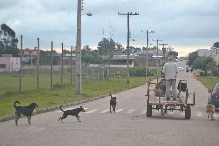 Atualmente, há centenas de animais soltos pelas ruas de Candiota