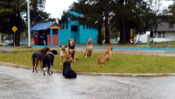 Papo_animais