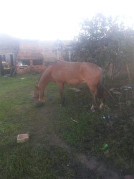 Criação de cavalos no pátio das residências é bastante comum em Hulha Negra. Cardoso diz se sentir lesado, visto cuidar do animal e do local onde o cavalo é criado