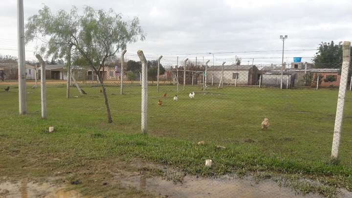 Em Hulha Negra é comum visualizar galinhas soltas em áreas públicas. Conforme a imagem registrada pelo TP, aves tomaram conta da praça da cidade