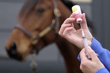Proprietários dos equinos devem estar atentos às vacinas