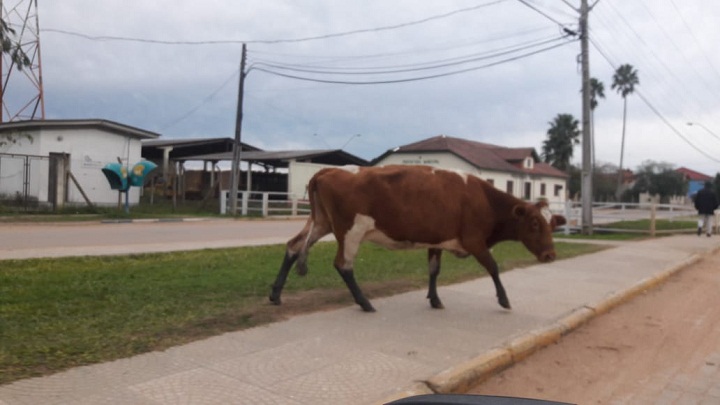 Equipe do TP flagrou há poucas semanas, um bovino na avenida principal da cidade