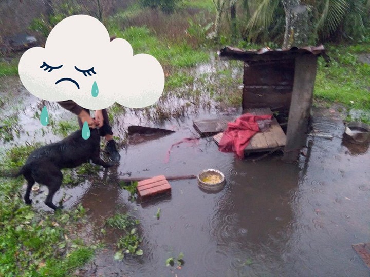 Nesta semana, voluntárias flagraram cães molhados. Pátio onde estava a casinha estava inundado e comida também estava molhada.